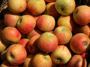 Elstar ist der beliebteste Apfel