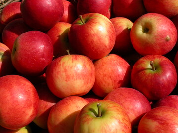 Die Erntequalitt ist trotz Frhlingsfrost hervorragend
