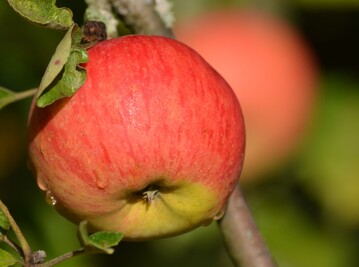 Apfel