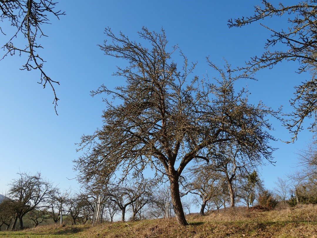 Dieser Apfelbaum ist in seiner Vitalitt deutlich und in seiner Stabilitt gering beeintrchtigt. Seine Regenerationsfhigkeit ist unsicher (Regenerationsstufe RS -1).