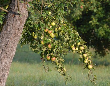 Auch Streuobstwiesen werden unter Umstnden gedngt.
