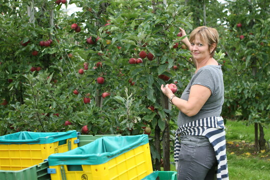 In diesem Jahr ernten die Schweizer Obstbauern deutlich mehr pfel als im Frostjahr 2017.