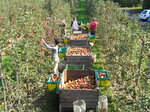 Die Erntehelfer haben bei der diesjährigen guten Apfelernte alle Hände voll zu tun. Im Bodensee- gebiet möchte man mit gefragten Sorten sowie guter Qualität und Verfügbarkeit punkten.