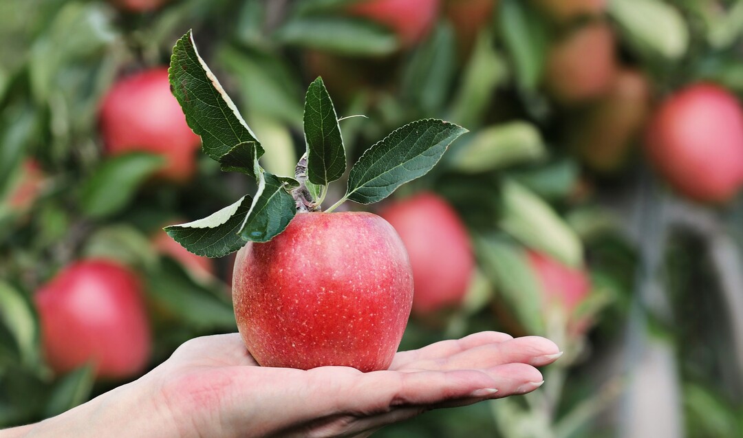 Roter Apfel