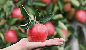 Roter Apfel