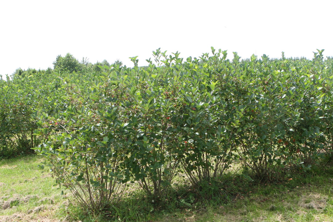 Die Flächenausdehnung im ökologischen Beerenanbau geht in erster Linie auf das verstärkte Interesse am Anbau von Aronia zurück.