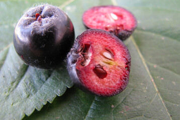 Gesundheitsbeere Aronia