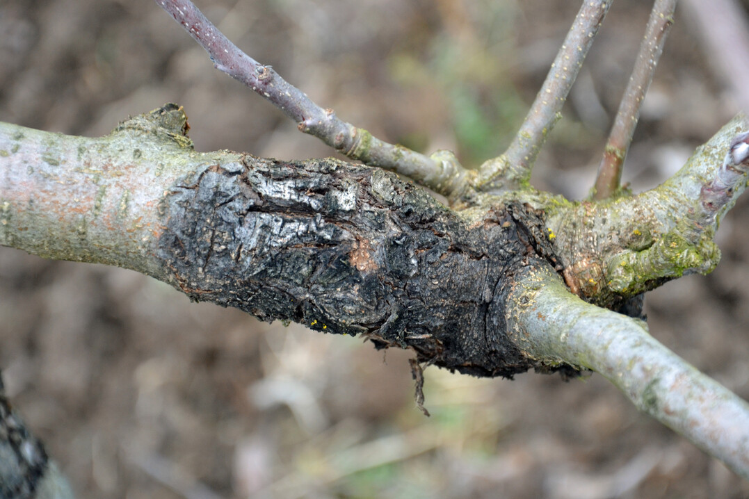 Schwarzer Rindenbrand an Apfel