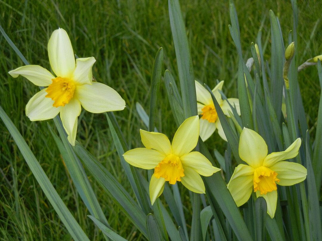 Im April blühen noch die Narzissen im Garten