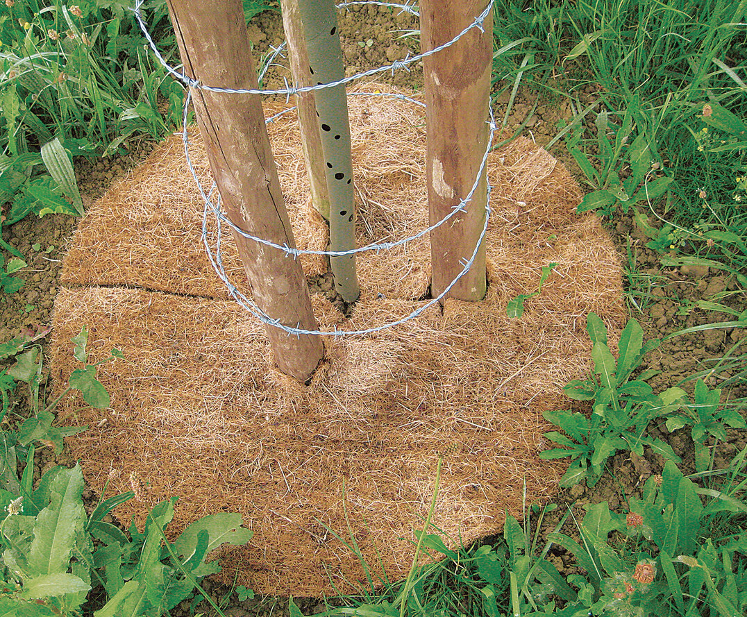 Baumscheibe mit Abdeckung durch eine Kokosscheibe