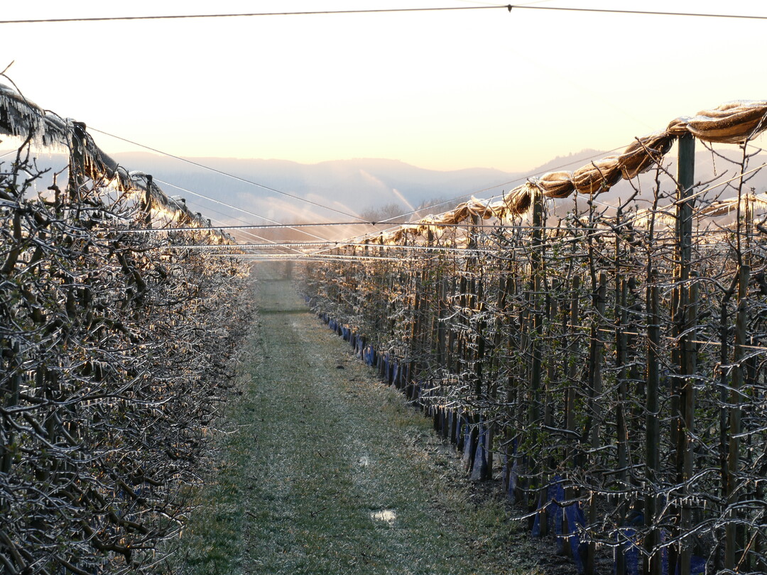 Manche Obstbauern schützen ihre Bäume durch Frostschutzberegnung