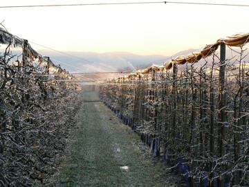 Manche Obstbauern schtzen ihre Bume durch Frostschutzberegnung