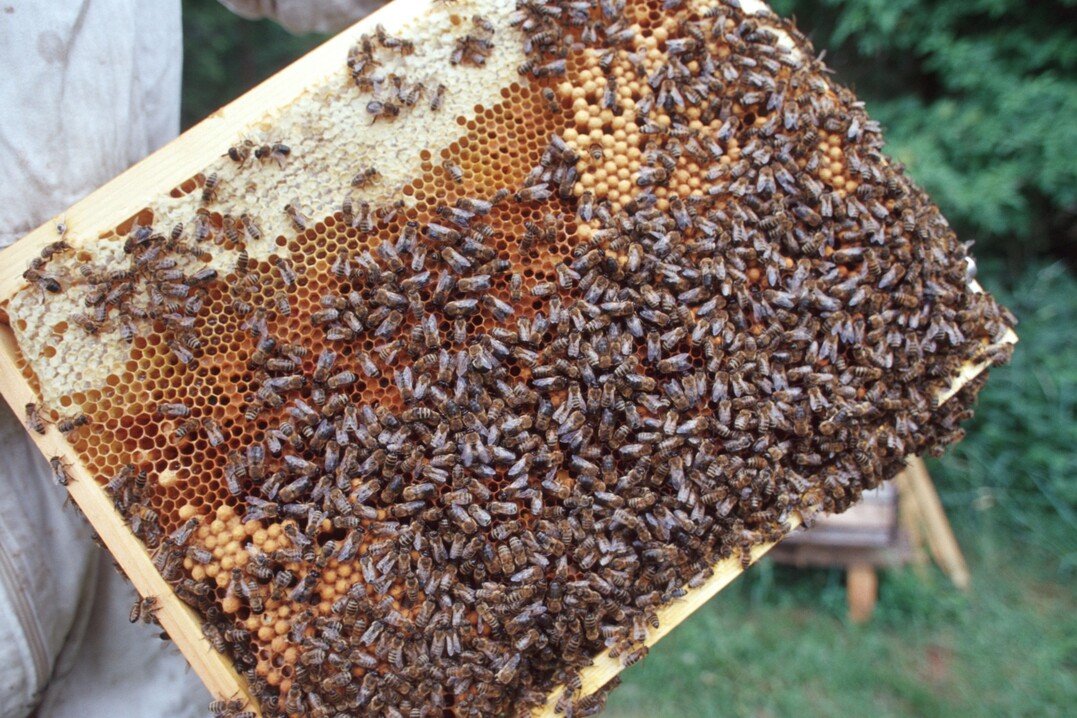Aus jedem Bienenvolk sind Honigbienen-Arbeiterinnen genetisch zu charakterisieren
