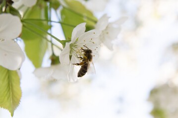 In Baden-Wrttemberg initiiert die gemeinntzige Einrichtung proBien ein Volksbegehren unter dem Motto Rettet die Bienen!
