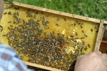 Das Online-Netzwerk BEEsharing vermittelt Bestubungsangebote zwischen Imkern und Landwirten