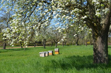 Streuobstwiesen stellen einen wichtigen Lebensraum fr viele Insektenarten dar.