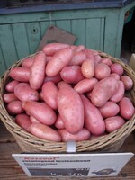 Beim Obst- und Gartentag heißt eines der Themen "Tomaten und Kartoffeln – geht das zusammen?"