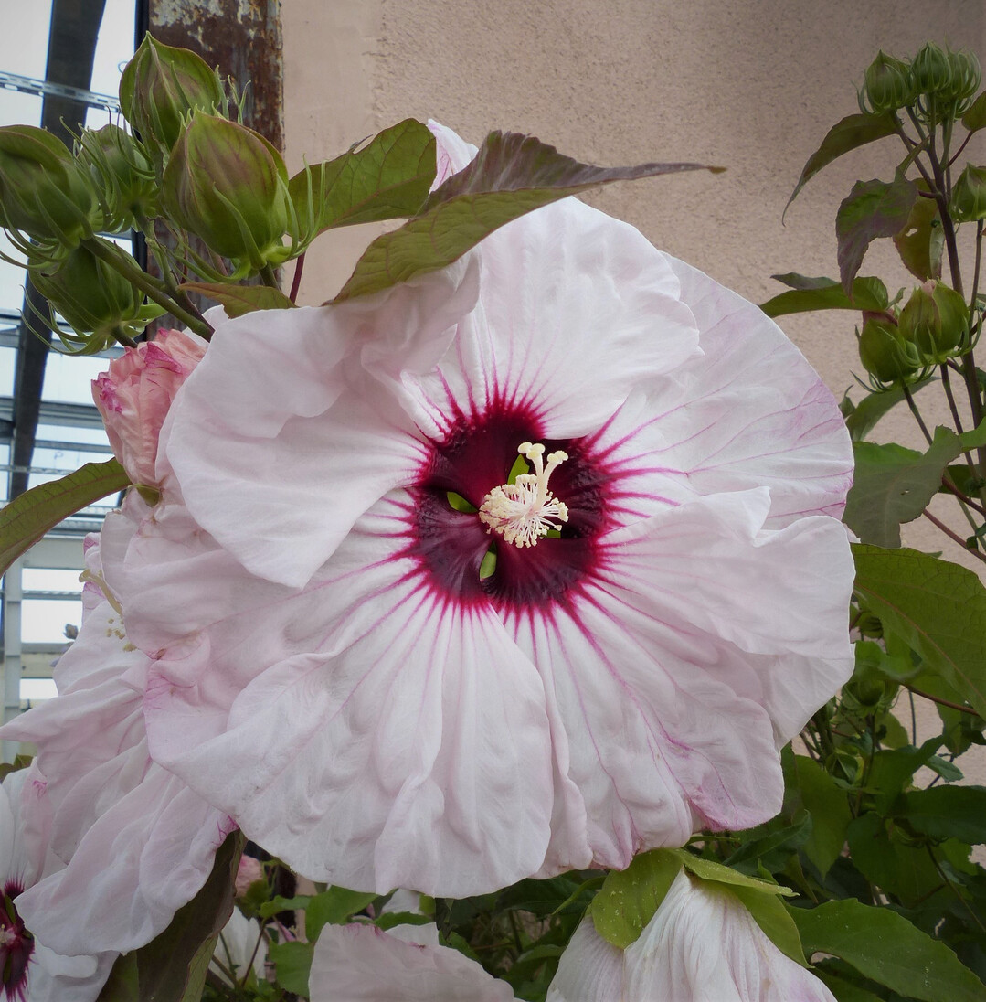 Gro wie ein Dessertteller ist die Blte der Hibiskus-Hybride Old Yalla.