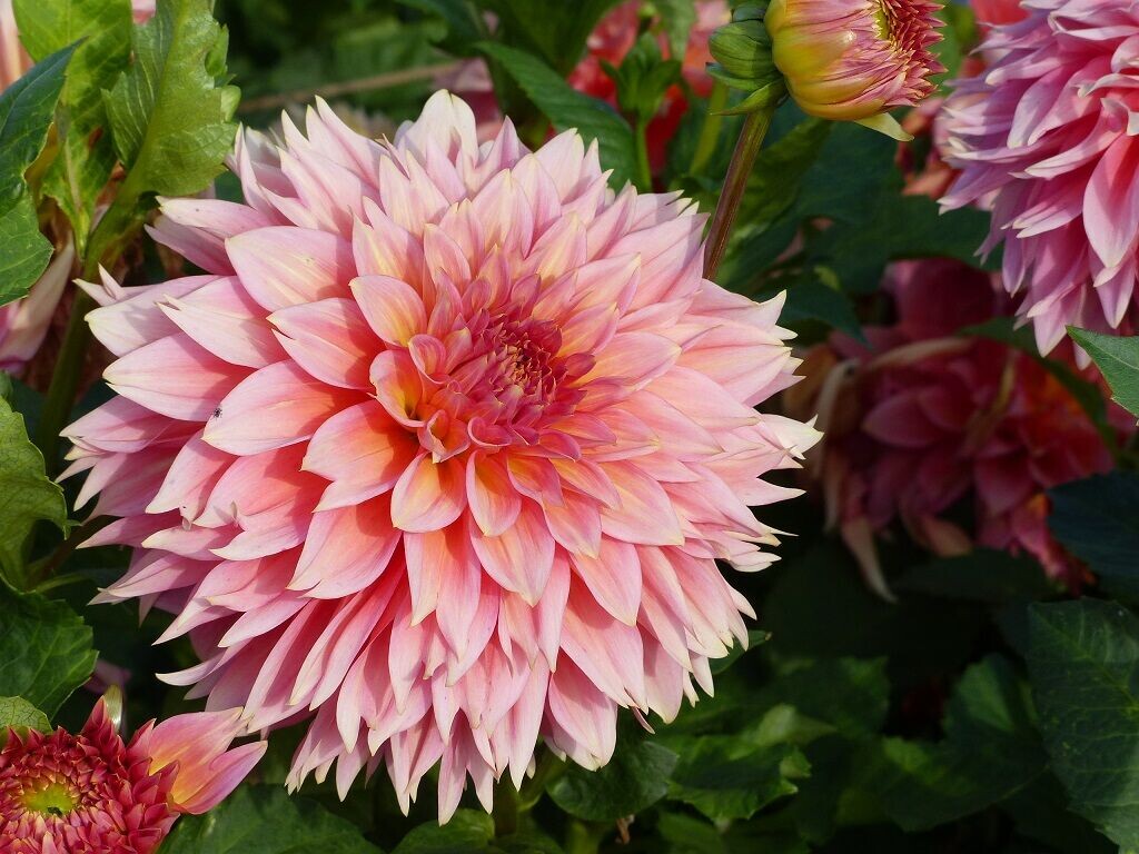 Dahlien Obst & Garten