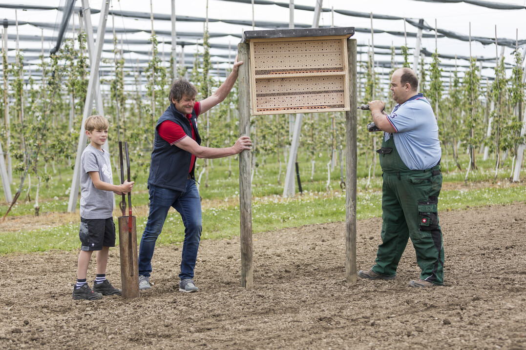  Norbert Bernhard mit seinem Neffen Gabriel und Alexander Adler beim Aufstellen eines Wildbienenhauses in der Obstanlage. 