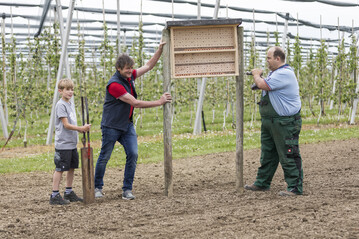 Norbert Bernhard mit seinem Neffen Gabriel und Alexander Adler beim Aufstellen eines Wildbienenhauses in der Obstanlage. 