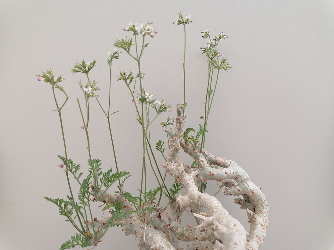 Die Pelargonium-Wildart Pelargoninium chrithmifolium aus der JKI-Sammlung Quedlinburg.