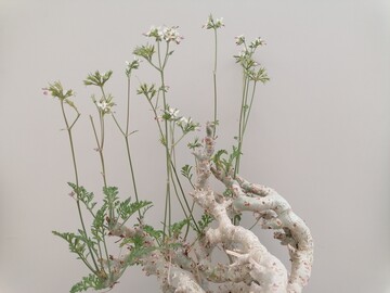Die Pelargonium-Wildart Pelargoninium chrithmifolium aus der JKI-Sammlung Quedlinburg.