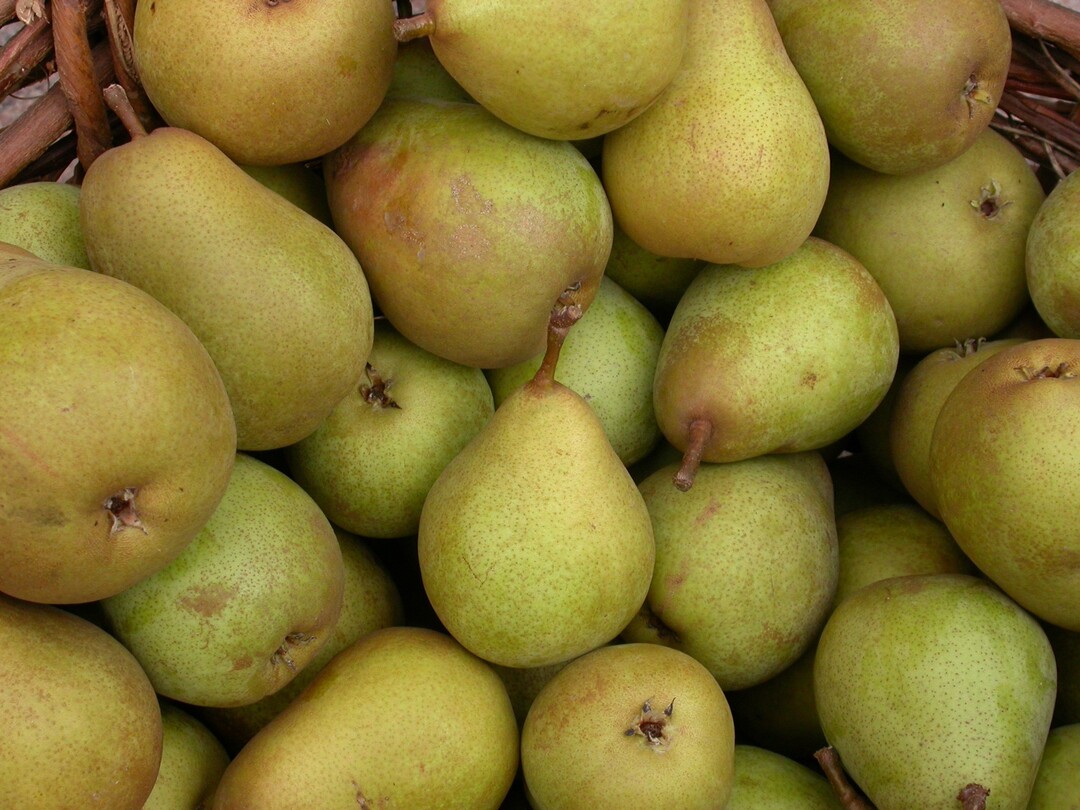 Die Obst vom Bodensee Vertriebsgesellschaft vermarktet auch einige Birnensorten