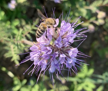 Phazelia als Grndngung  gut fr die Bodengesundheit und fr Insekten.