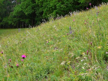 Die Einsaat von heimischen Wiesenblumen fhrt im Landkreis Passau zu blten- und artenreichen Straenrndern.