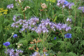 Grndngung mit Phacelia - Blhflchen machen Grten stressresistenter gegen die Auswirkungen des Klimawandels.
