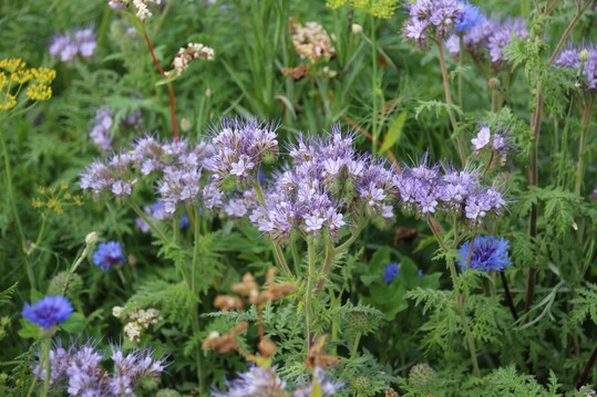 Grndngung mit Phacelia - Blhflchen machen Grten stressresistenter gegen die Auswirkungen des Klimawandels.