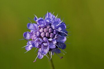 Gewhnlicher Teufelsabbiss