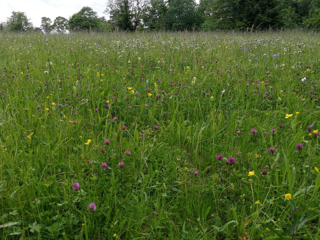 Die Anlage von Blumenwiesen trägt zu mehr Artenvielfalt bei