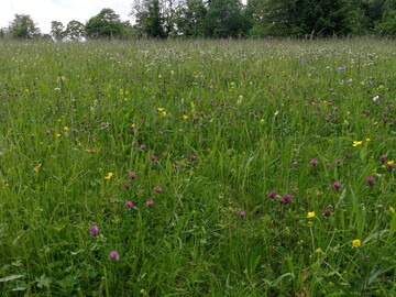 Die Anlage von Blumenwiesen trgt zu mehr Artenvielfalt bei