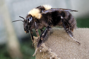 Erstmals wurde in DeutschlandTonerdhummel-Knigin nachgewiesen.