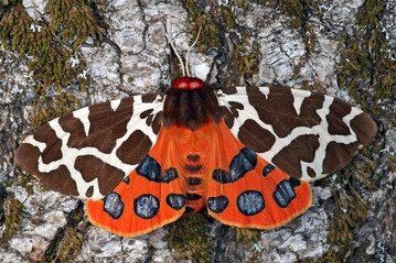 Der Braune Br ist ein Nachtfalter aus der Familie der Erebidae