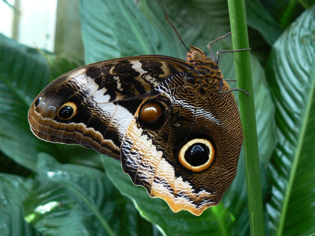 Caligo atreus gehört zu den Eulenfaltern