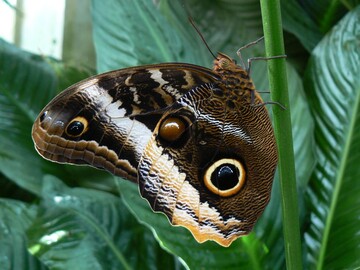 Caligo atreus gehrt zu den Eulenfaltern