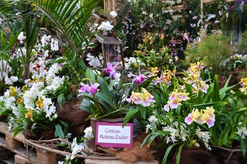 Orchideen-Sorte ʻMainau-Zauberʼ in der Mainauer Orchideenschau 2017
