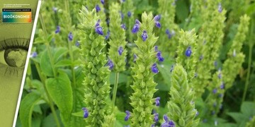  Die blau blhende Chia-Pflanze ist im Sptsommer auch eine ideale Bienenweide. 