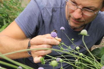 Nicht nur in Obstanlagen werden die wilden Verwandten der Honigbiene dringend gebraucht