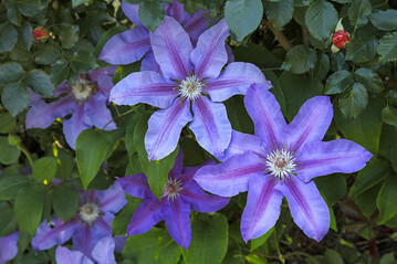 Clematis "Mrs. N. Thompson" zhlt zur 2. Gruppe  jetzt noch um ein Drittel krzen