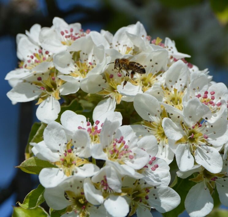Bundesweite Kampagne zum Bienenschutz Obst & Garten