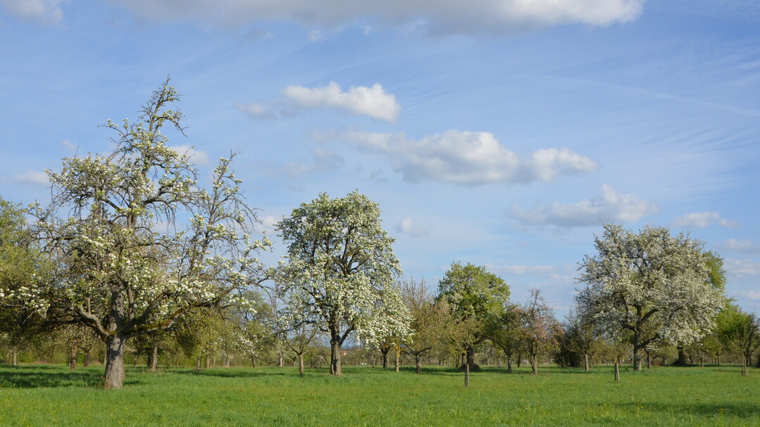 Das Motto der Konferenz lautet Streuobstwiesen im Klimawandel  Herausforderungen und Lsungen.