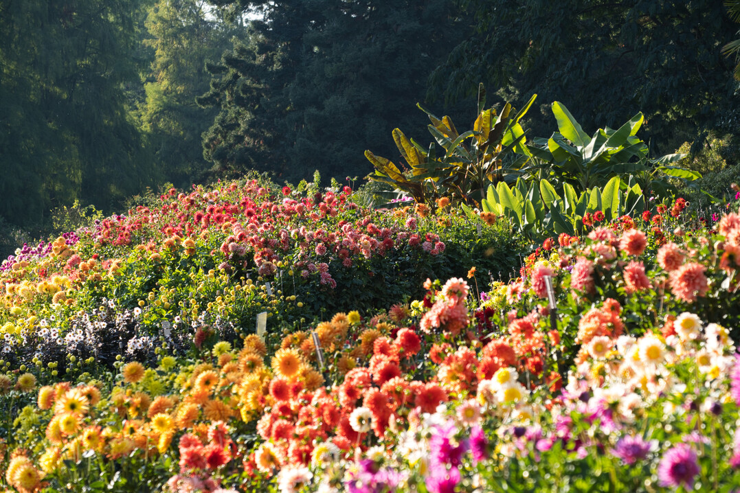 Prachtvolle Dahlienblüte auf der Insel Mainau.