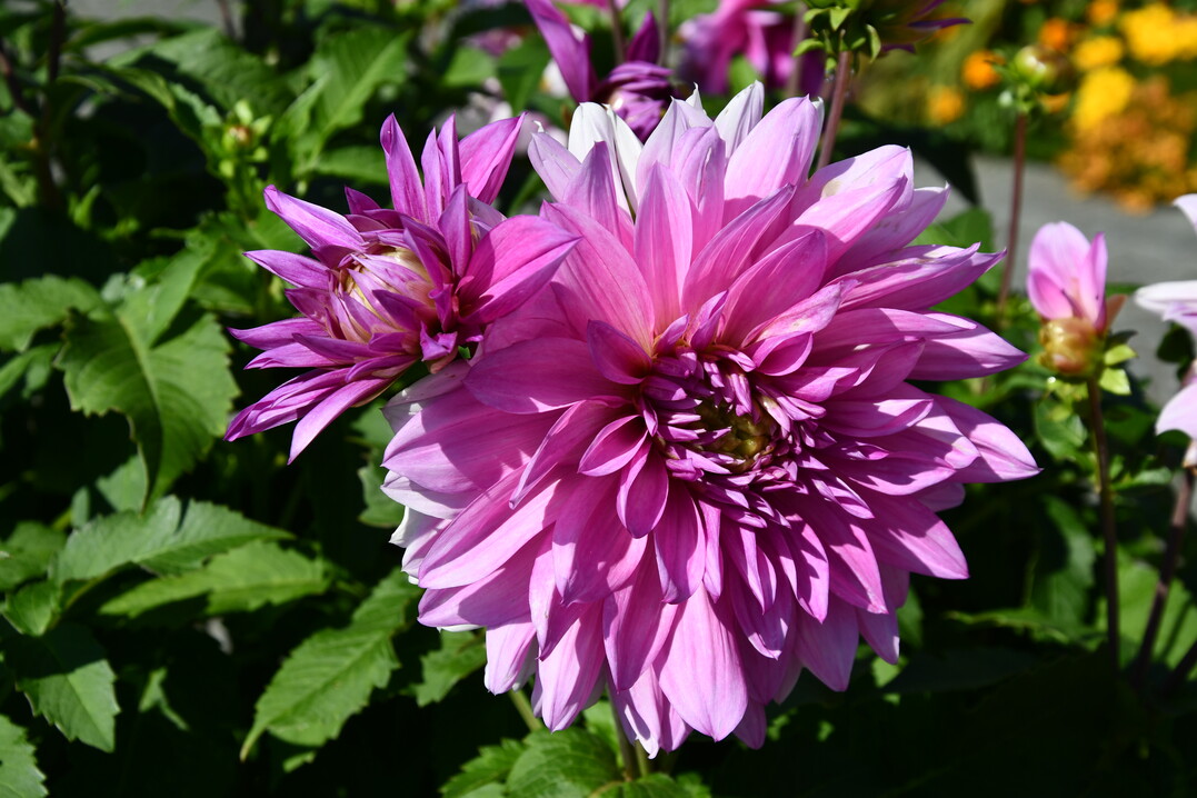 Die dekorative Dahlie ‘Mainau Romance‘.