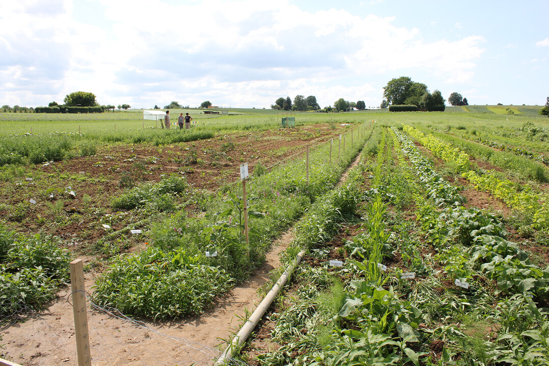 Bis zum 4. Dezember 2019 können Forschungseinrichtungen und Unternehmen innovative Projektideen zum biologischen Pflanzenschutz im ökologischen und konventionellen Gartenbau bei der Bundesanstalt für Landwirtschaft und Ernährung (BLE) einreichen