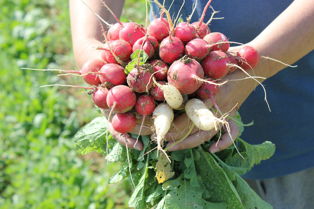 Gartenliebhaber können den Biogarten-Wettbewerb verfolgen.