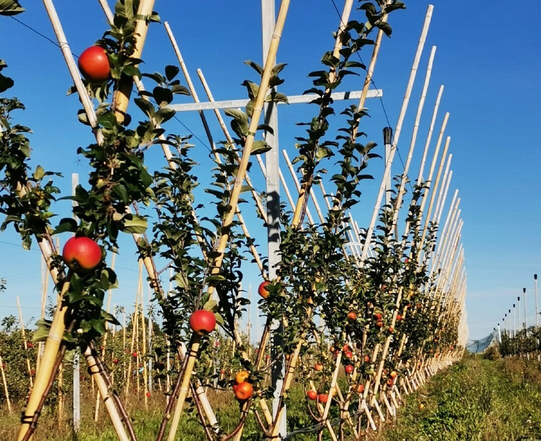 Alte Sorte in neuem Anbausystem kultiviert.